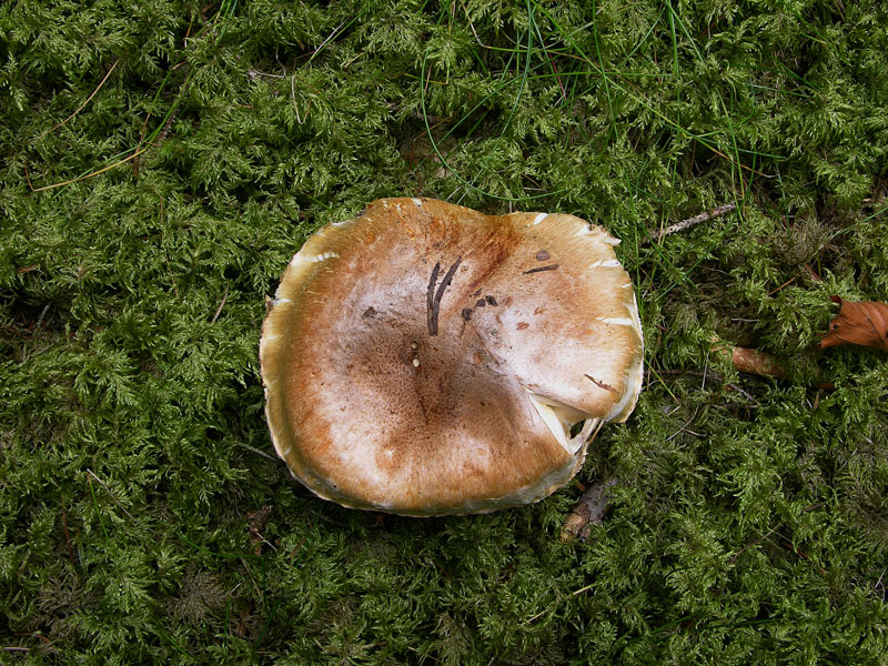 Cortinarius fraudulosus da confermare.